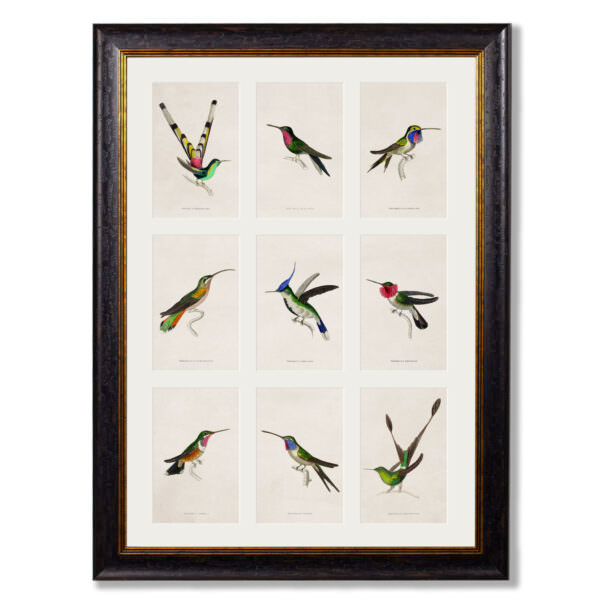 9 Hummingbirds