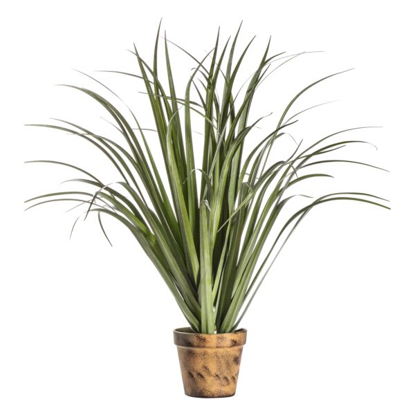 Accessories Potted Dracaena Silver Green - Large