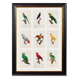 9 Parrots Framed Print
