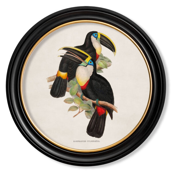 Yellow Toucans Framed Print