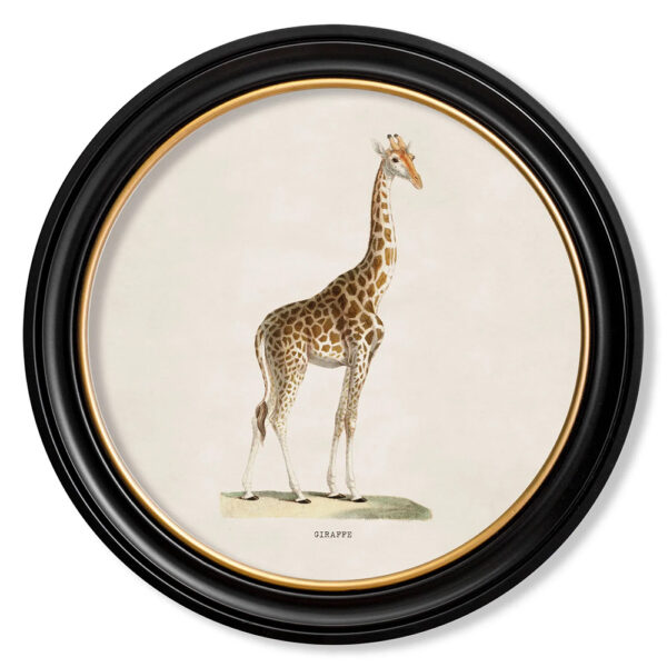 Giraffe Framed Print
