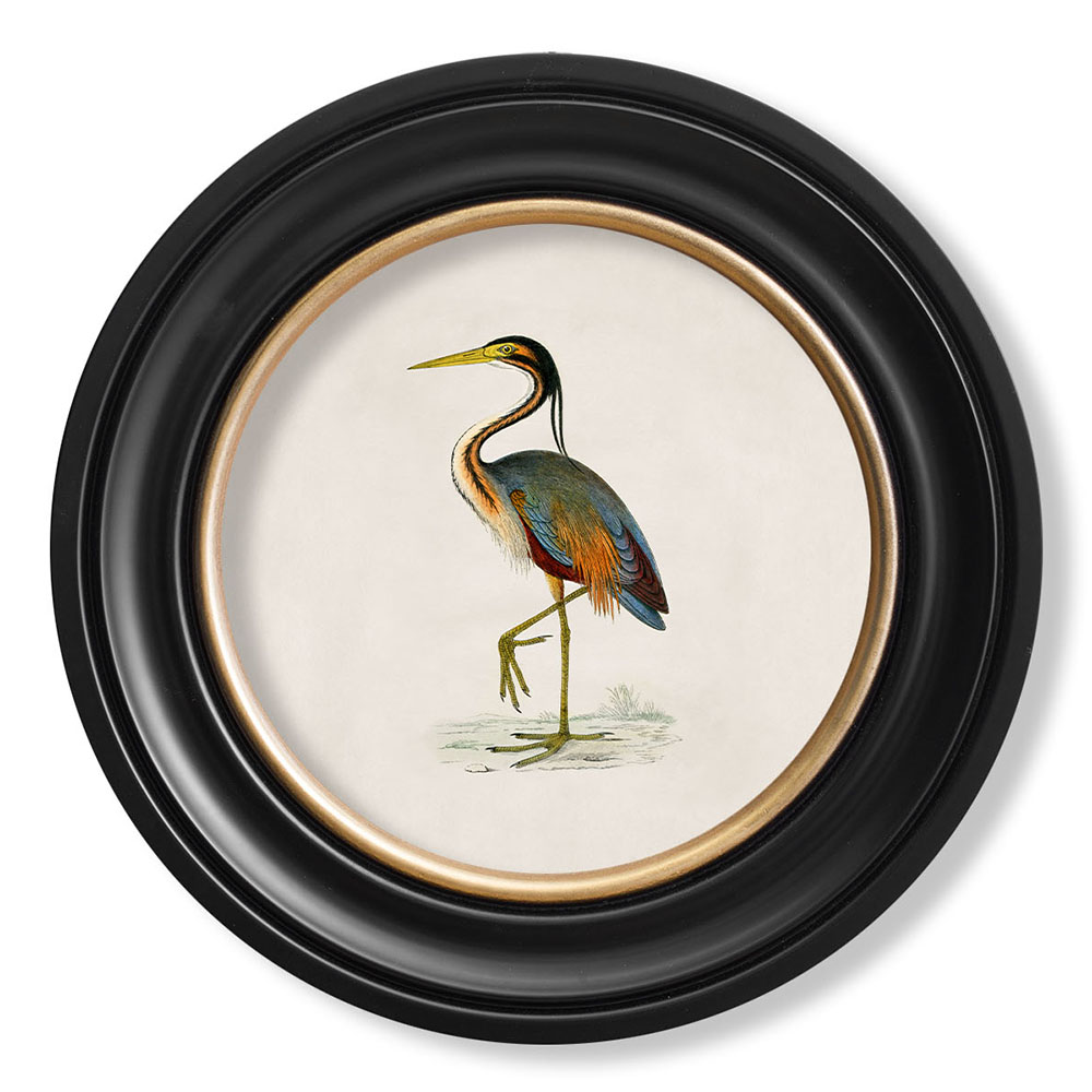 Purple Heron Framed Print