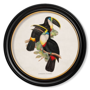 Yellow Toucans Framed Print