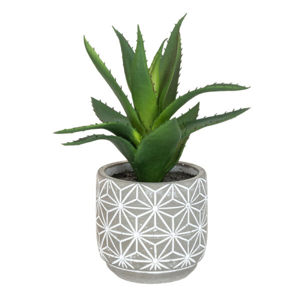 Cactus in Geometric Pot