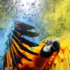 Flying Colours III - Liquid Art