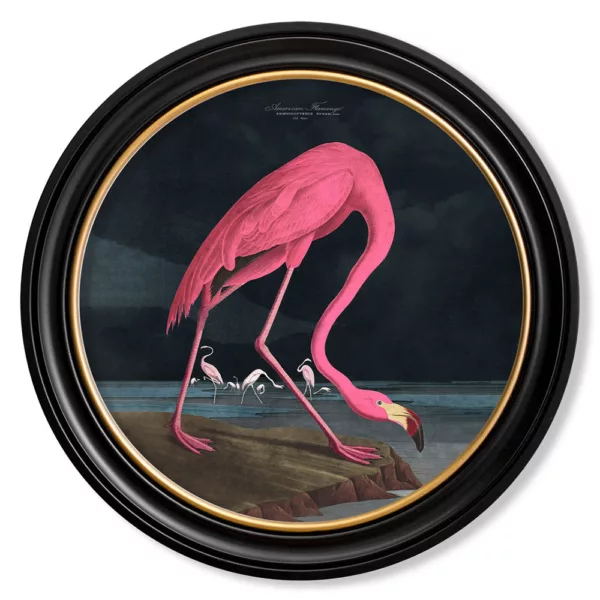 Audubon's Flamingo Dark - Oxford Round - 44cm
