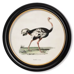 Ostrich - Oxford Round - 44cm