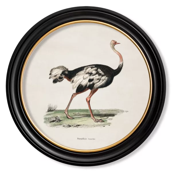 Ostrich - Oxford Round - 44cm