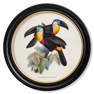 Channel Billed Toucan - Oxford Round - 44cm
