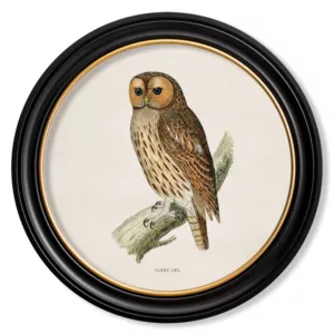 Tawny Owl Light - Oxford Round - 44cm