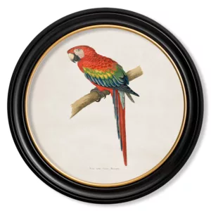 Red & Blue Macaw Light - Oxford Round - 44cm