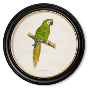 Military Macaw Light - Oxford Round - 44cm