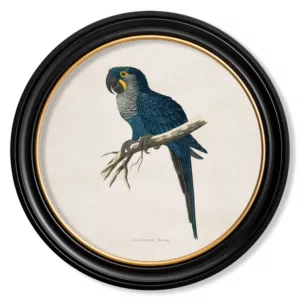 Hyacinthe Macaw Light - Oxford Round - 44cm