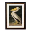 Audubon's Pelican Dark - Oxford Slim Frame - Mounted A2