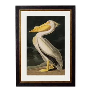 Audubon's Pelican Dark - Oxford Slim Frame - Mounted A2