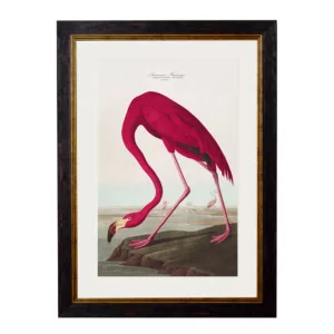 Audubon's Flamingo light - Oxford Slim Frame - Mounted - A2