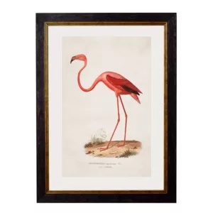 Flamingo - Oxford Slim Frame - Mounted - A2