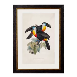 Channel Billed Toucans - Oxford Slim Frame - Mounted - A2