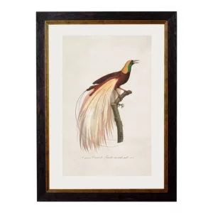 RF Bird of Paradise - Oxford Slim Frame - Mounted - A2