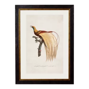 LF Bird of Paradise - Oxford Slim Frame - Mounted - A2