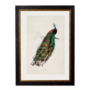 Peacock - Oxford Slim Frame - Mounted - A2