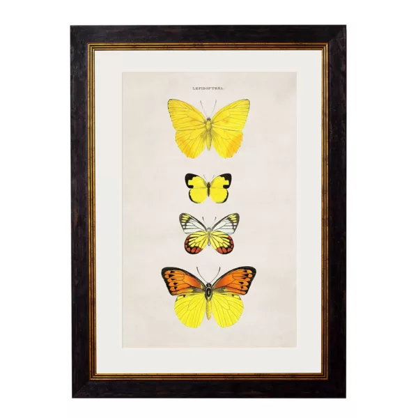 Yellow Butterflies - Oxford Slim Frame - Mounted - A2