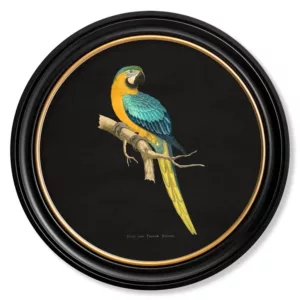 Blue & Yellow Macaw Dark - Oxford Round - 44cm