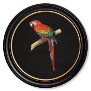 Red & Blue Macaw Dark - Oxford Round - 44cm