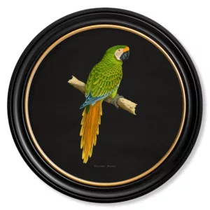 Military Macaw Dark - Oxford Round - 44cm