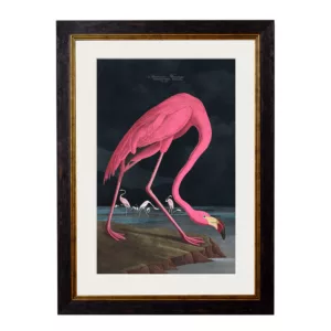 Audubon's Flamingo Dark - Oxford Slim Frame - Mounted - A2