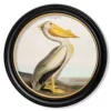 Audubon's Pelican light - Oxford Round - 44cm