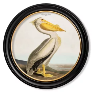 Audubon's Pelican light - Oxford Round - 44cm