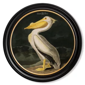 Audubon's Pelican Dark - Oxford Round - 44cm