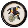 Channel Billed Toucan - Oxford Round - 70cm