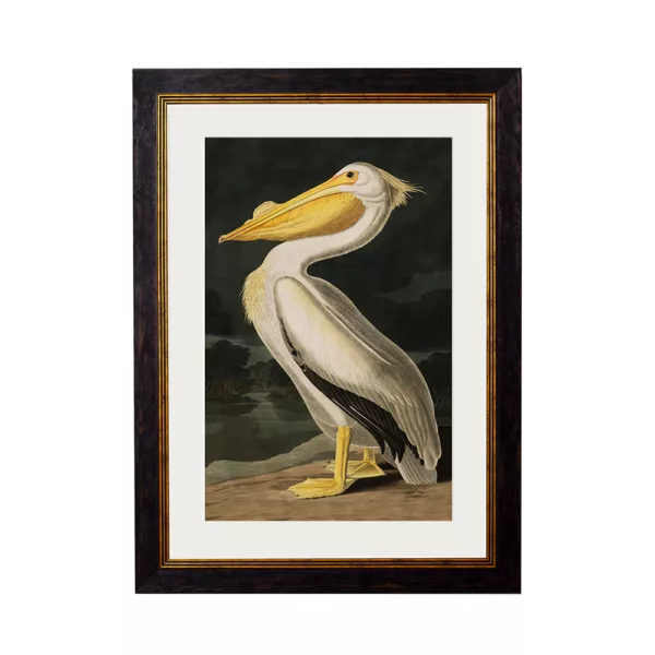 Audubon's Pelican Dark - Oxford Slim Frame - Mounted - - A3