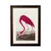 Audubon's Flamingo light - Oxford Slim Frame - Mounted - A3