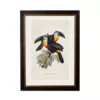 Channel Billed Toucans - Oxford Slim Frame - Mounted - A3