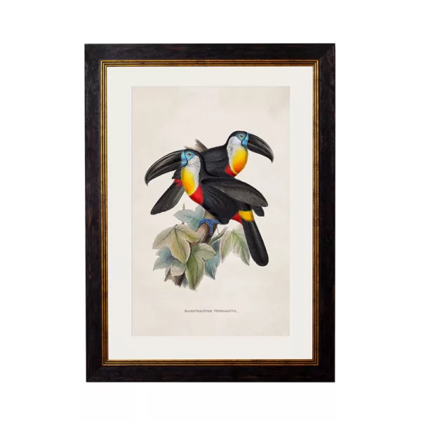 Channel Billed Toucans - Oxford Slim Frame - Mounted - A3