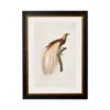RF Bird of Paradise - Oxford Slim Frame - Mounted - A3