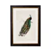 Peacock - Oxford Slim Frame - Mounted - A3