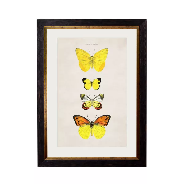 Yellow Butterflies - Oxford Slim Frame - Mounted - A3
