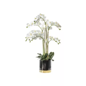 White Orchid with Black & Gold Pot